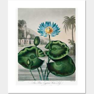 The Blue Egyptian Water-lily Posters and Art